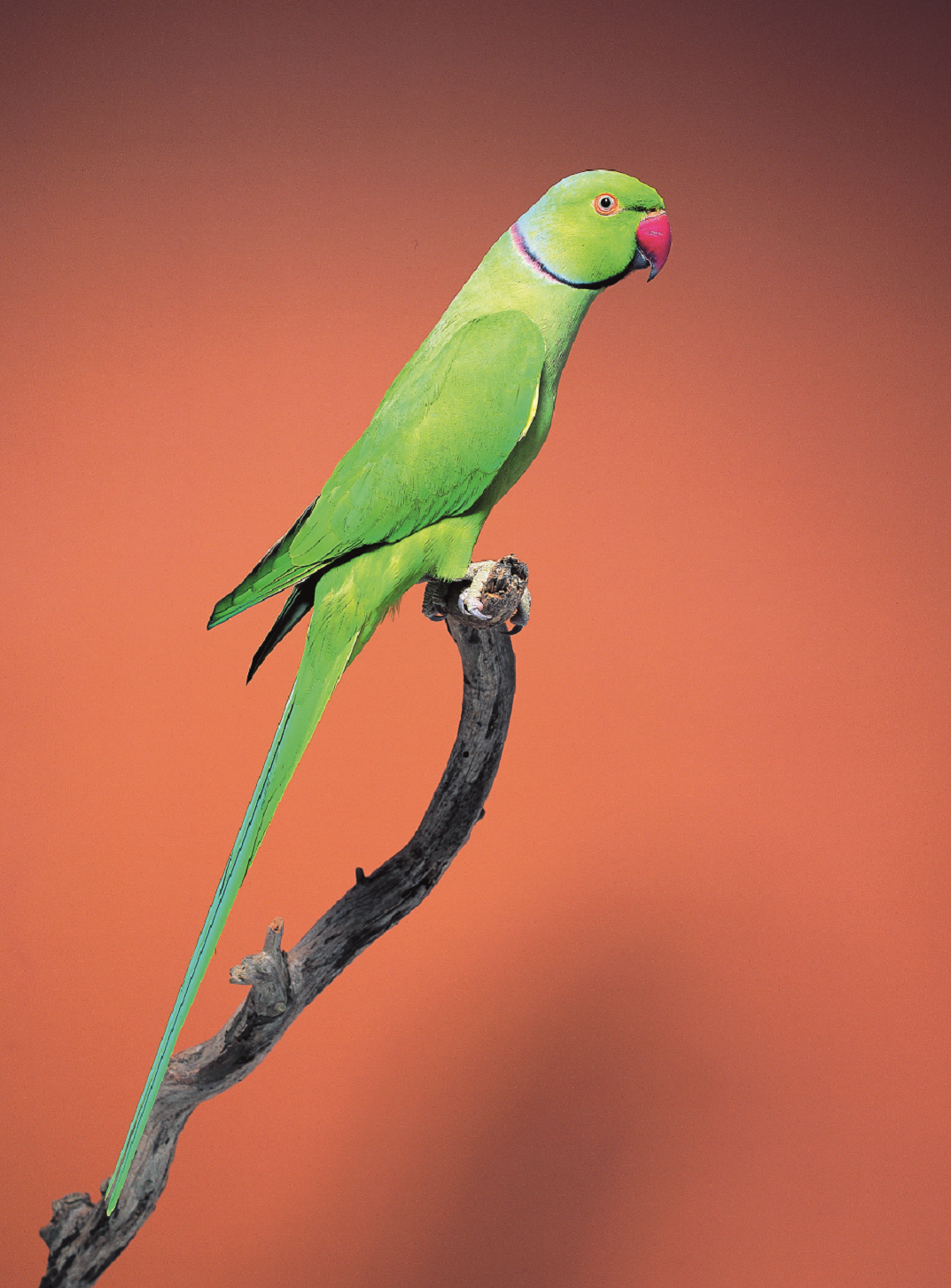 Parrot Cost Overview