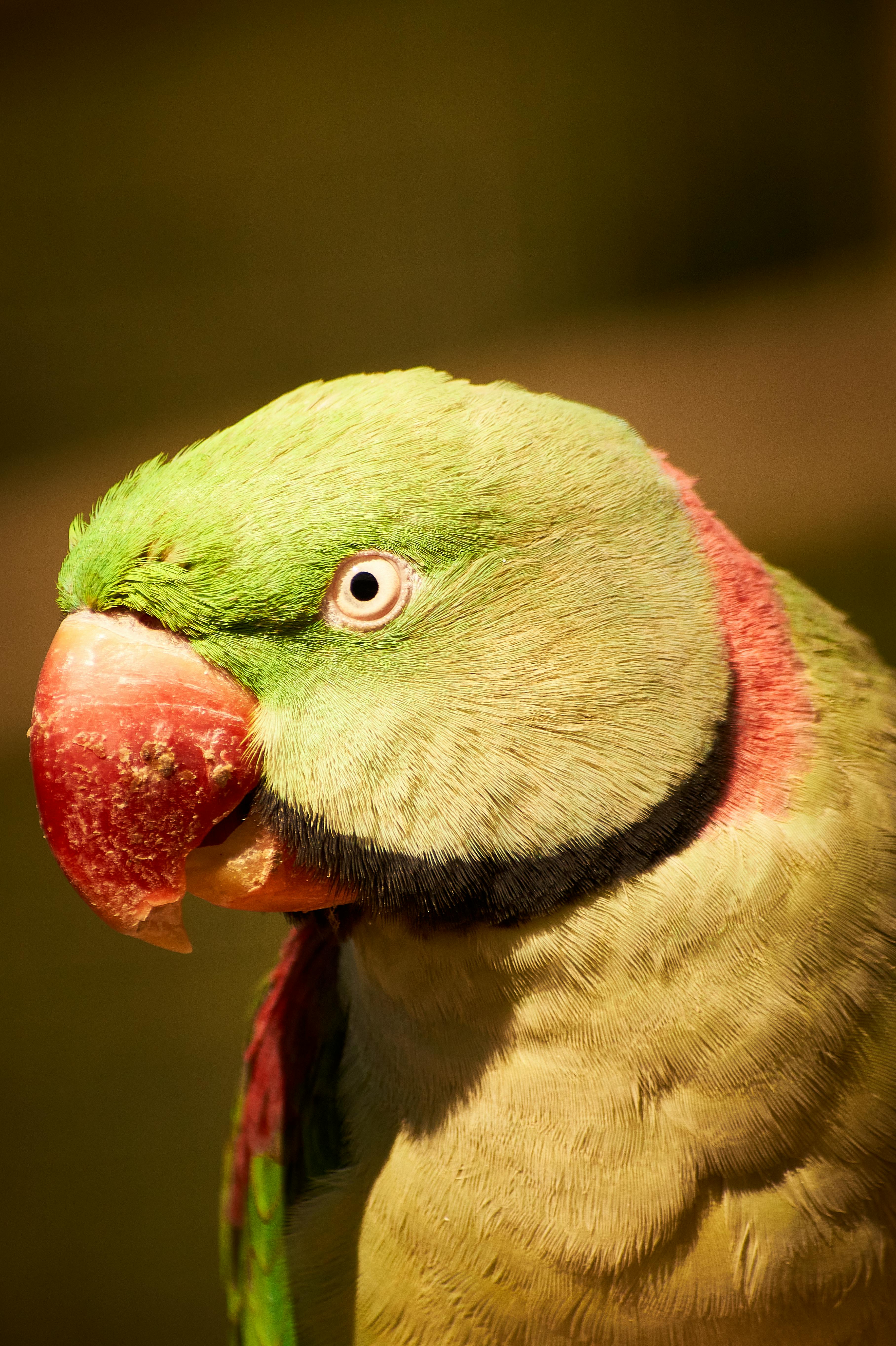Animated Parrot