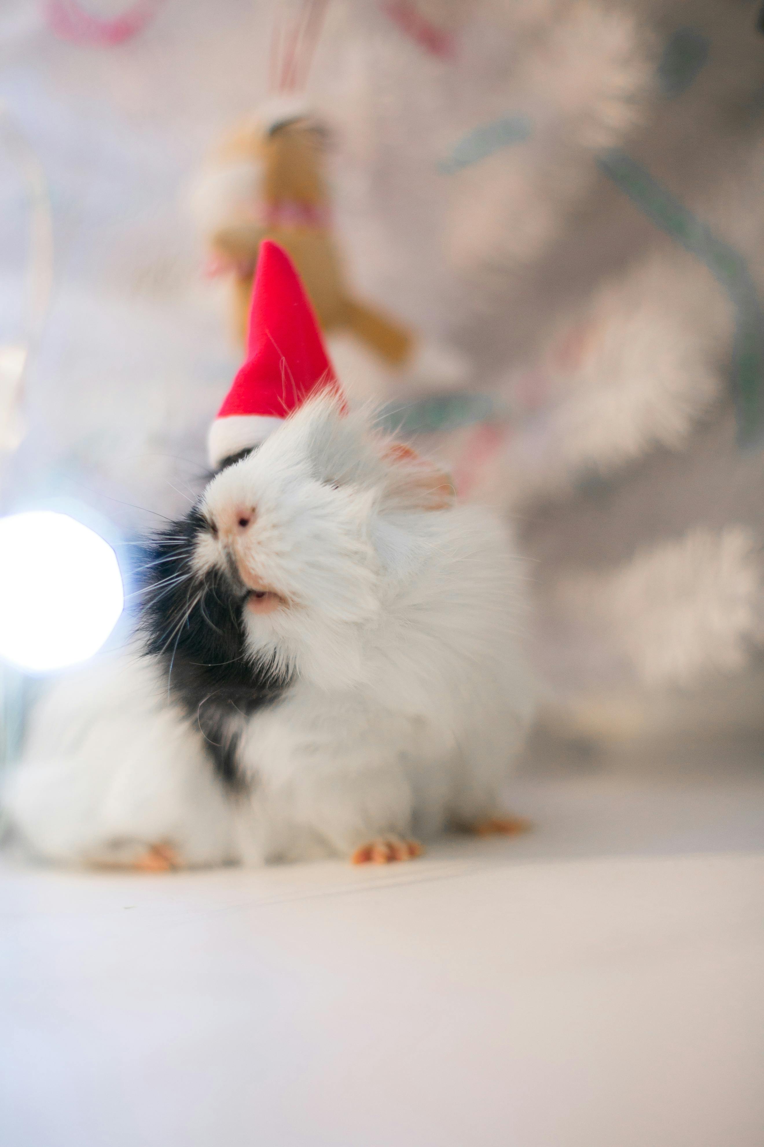 Smart Ways to Choose Parrot Names for Your New Pet in 2025