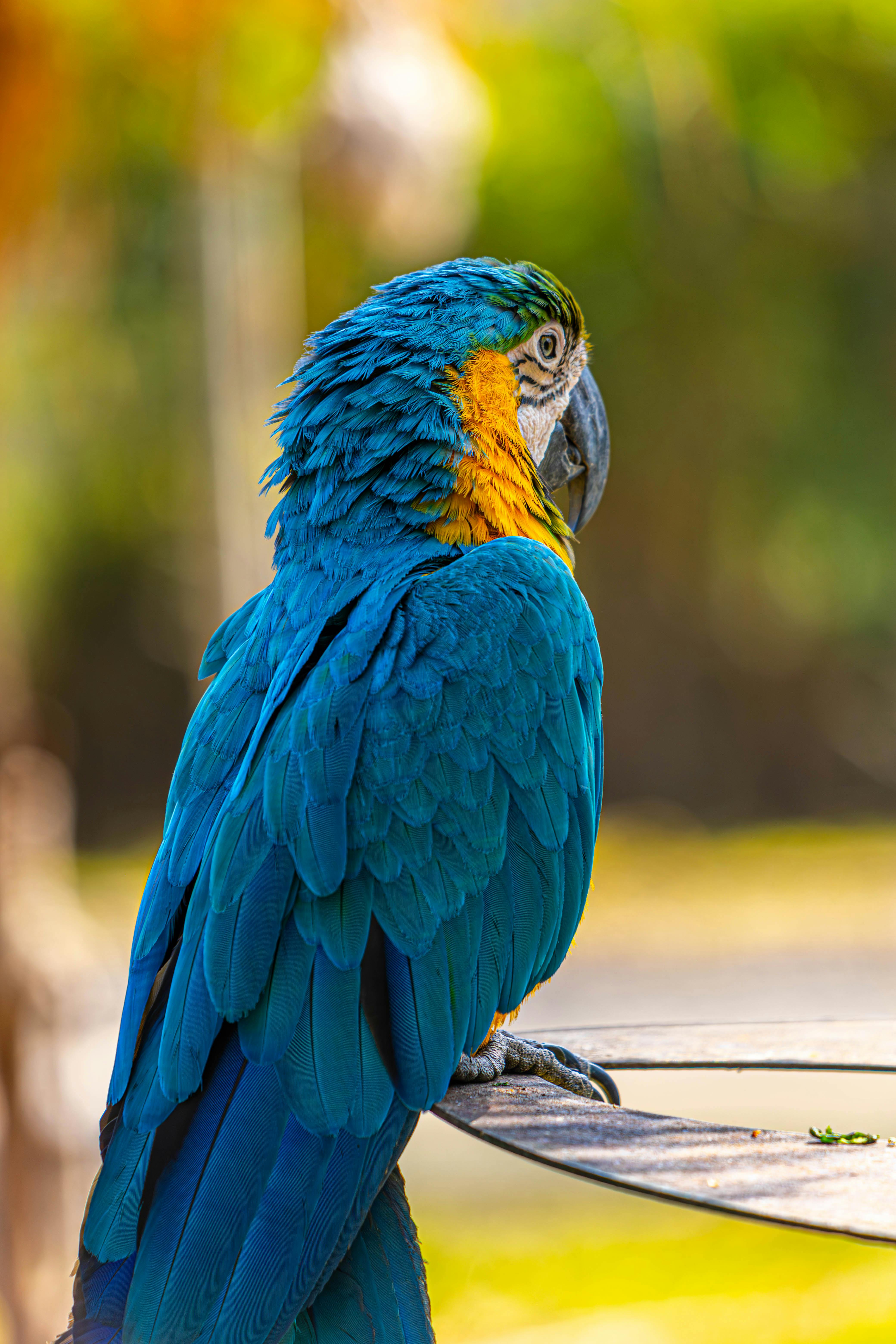 Smart Ways to Enhance Care for Your Hawk-Headed Parrot in 2025