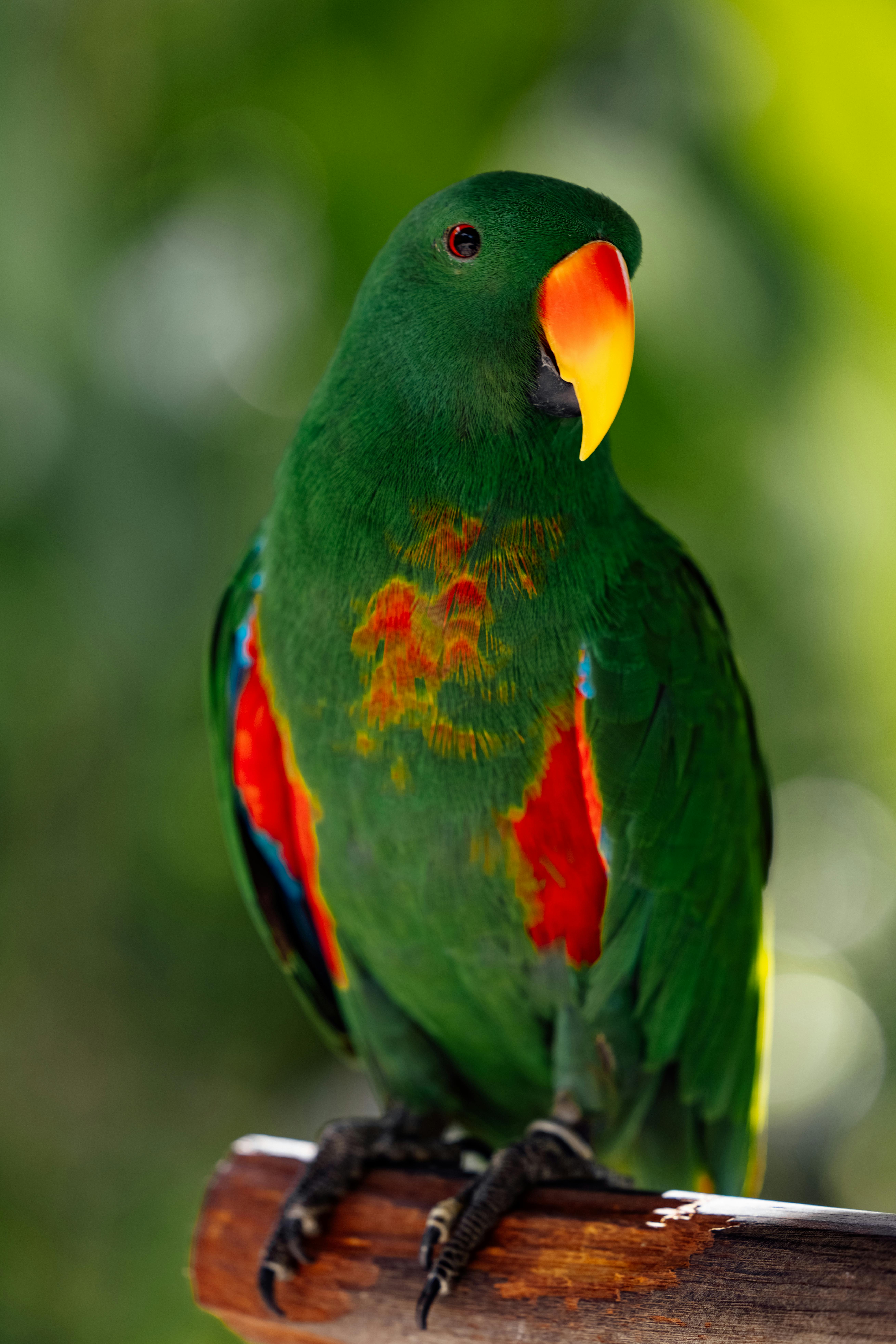 Dracula Parrot in Habitat