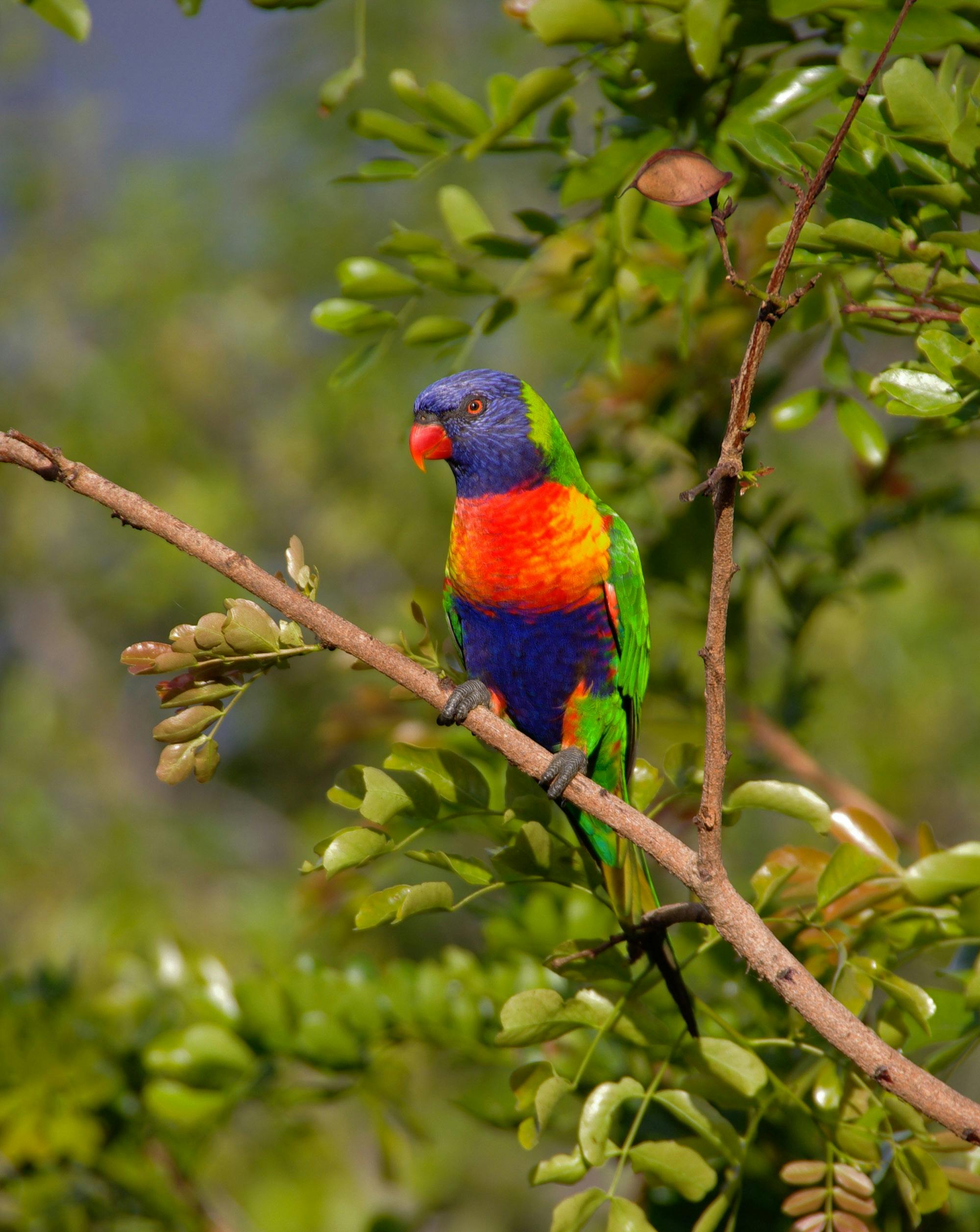 Top 7 Ways to Optimize Parrot Price in 2025: Discover Modern Insights