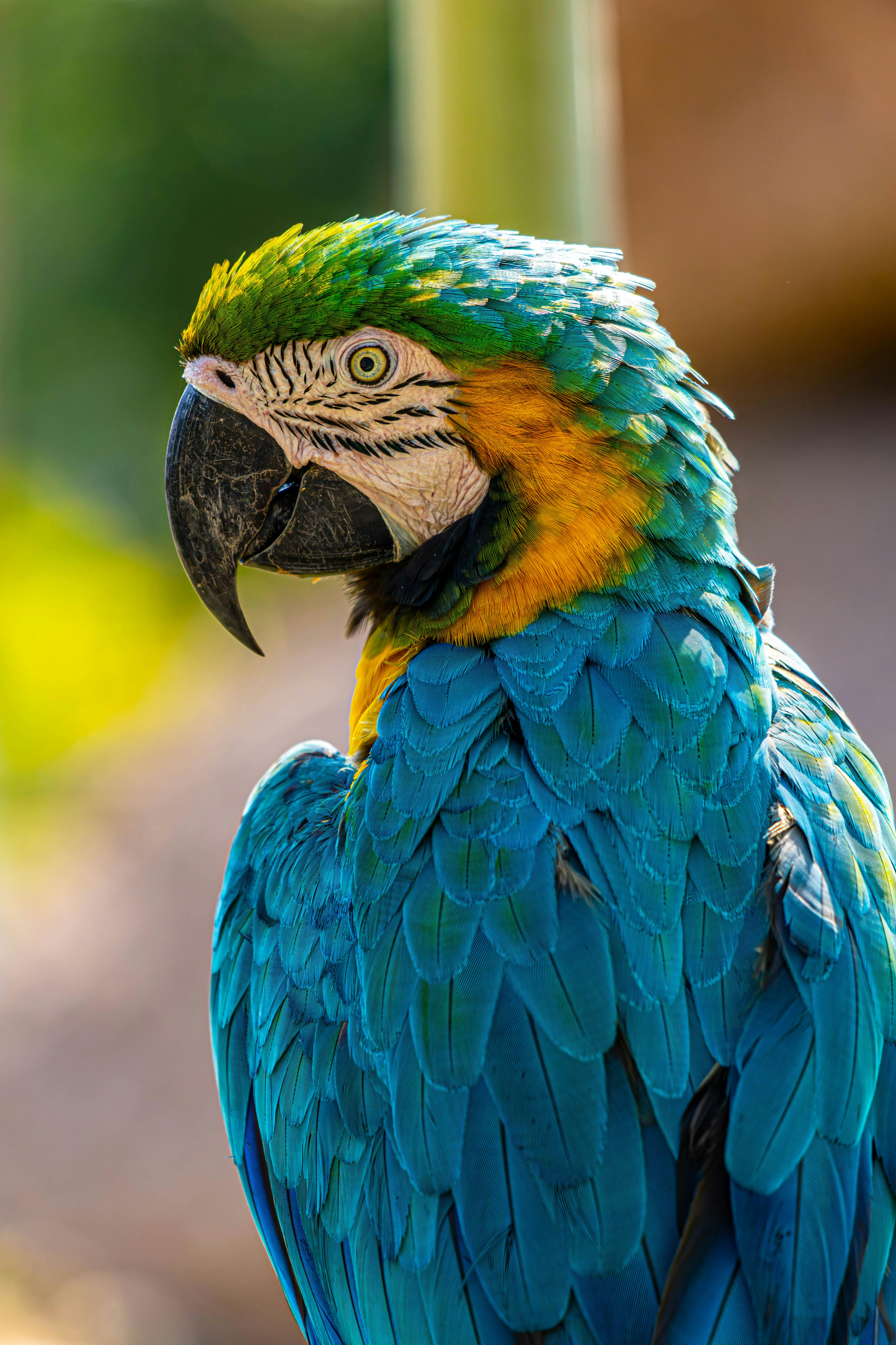 Smart Ways to Explore Macaw vs Parrot Differences in 2025