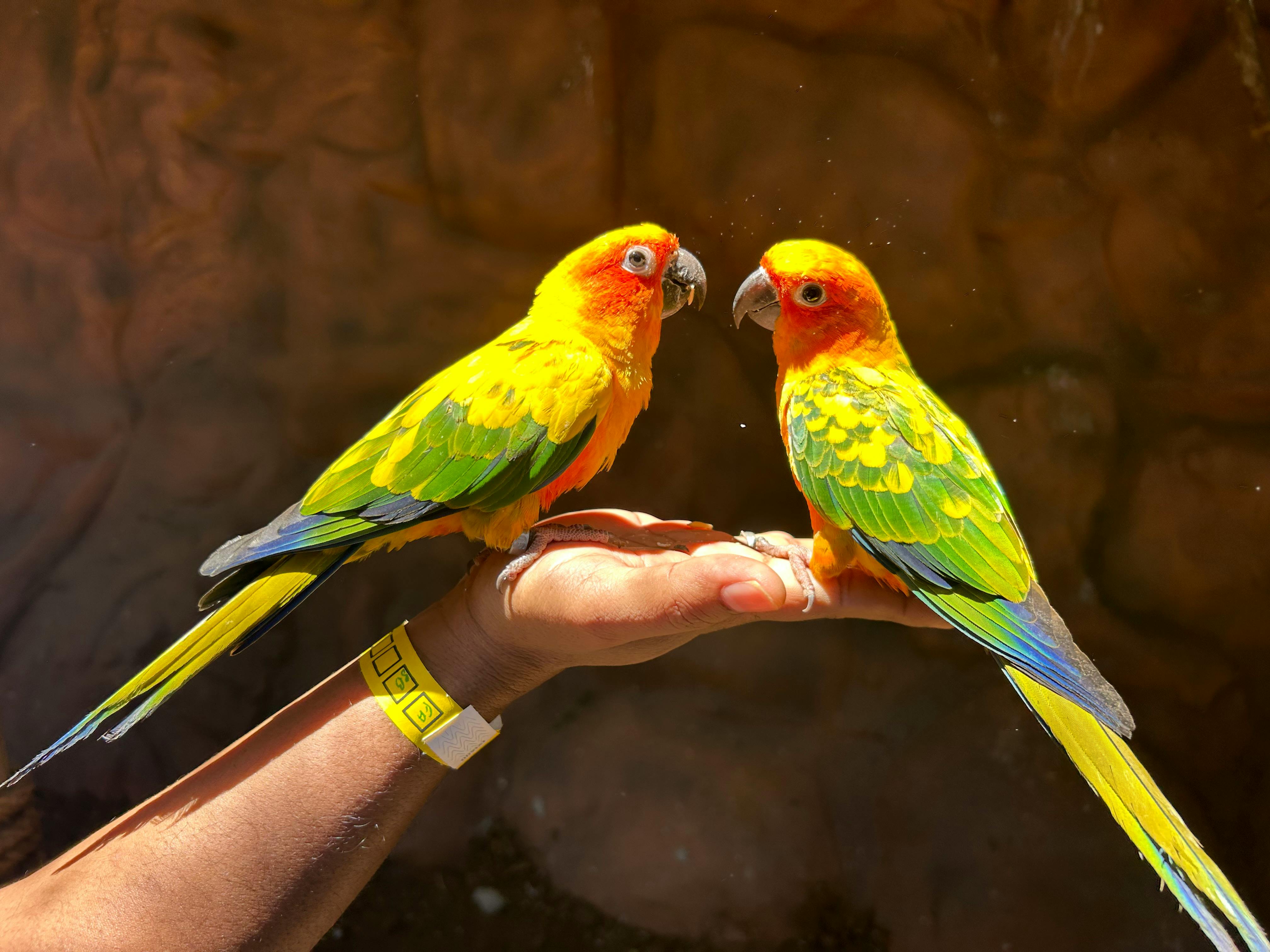 Smart Ways to Optimize Care for Your Blue Quaker Parrot in 2025