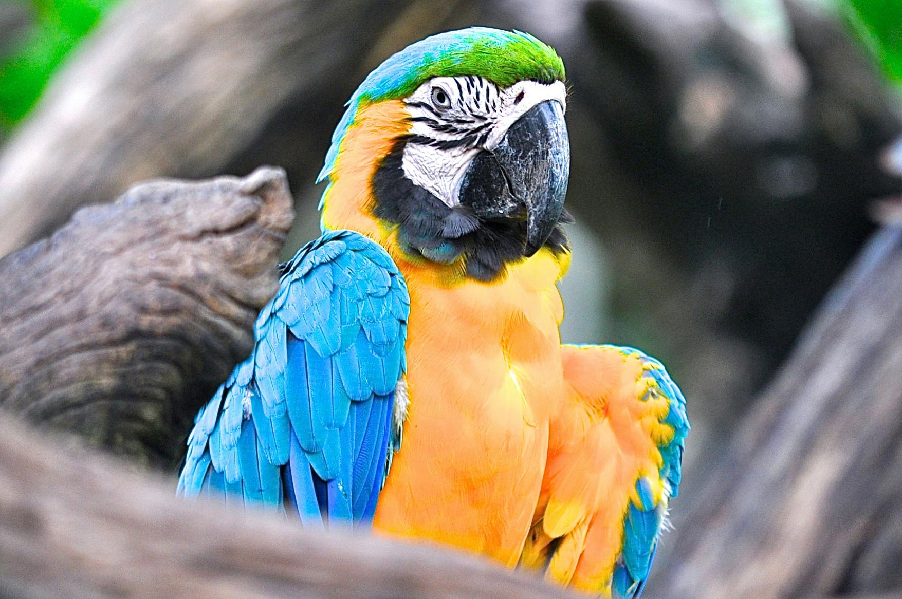 Effective Ways to Optimize Macaw Parrot Prices in 2025: Get Started!