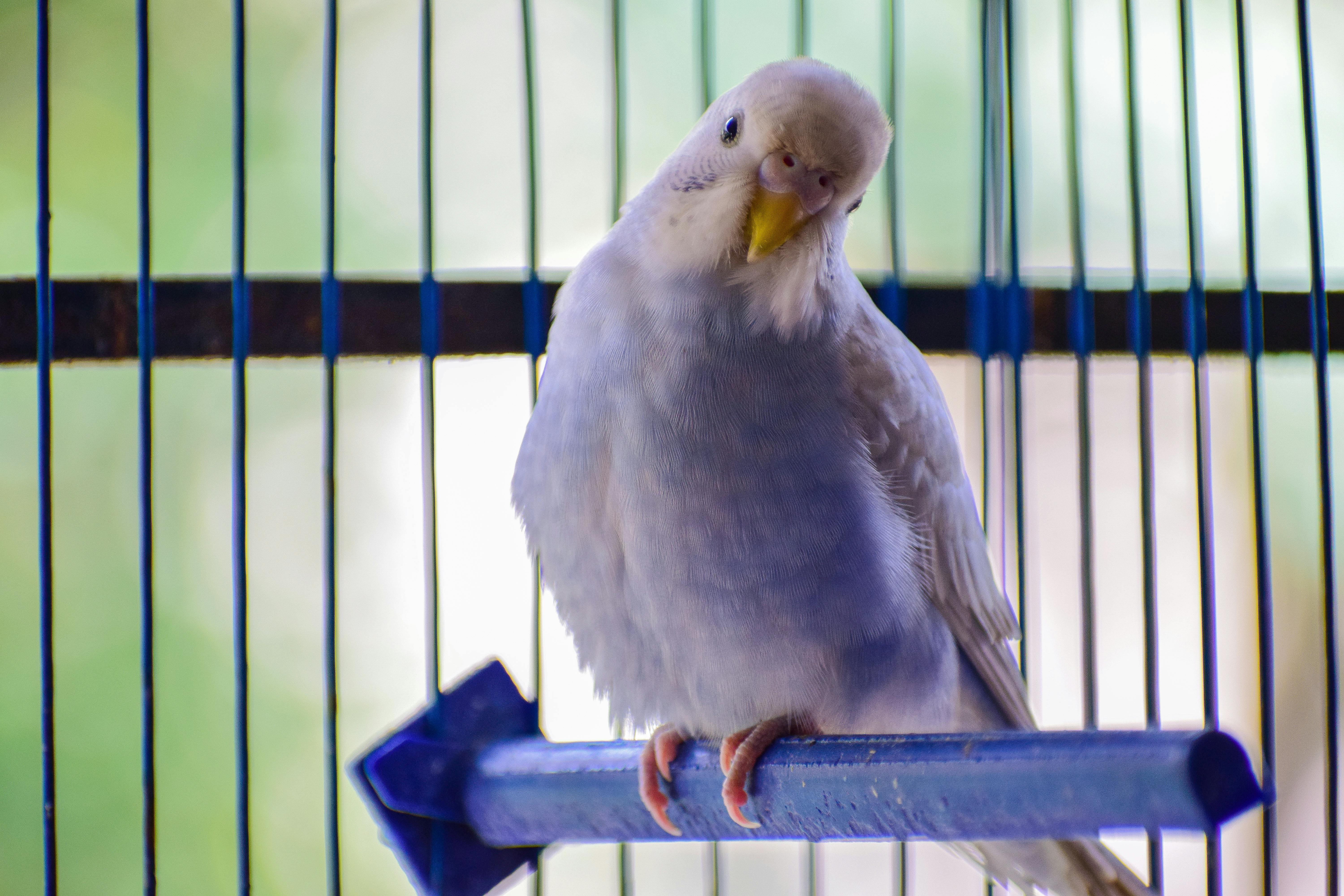 Kakariki Parrot