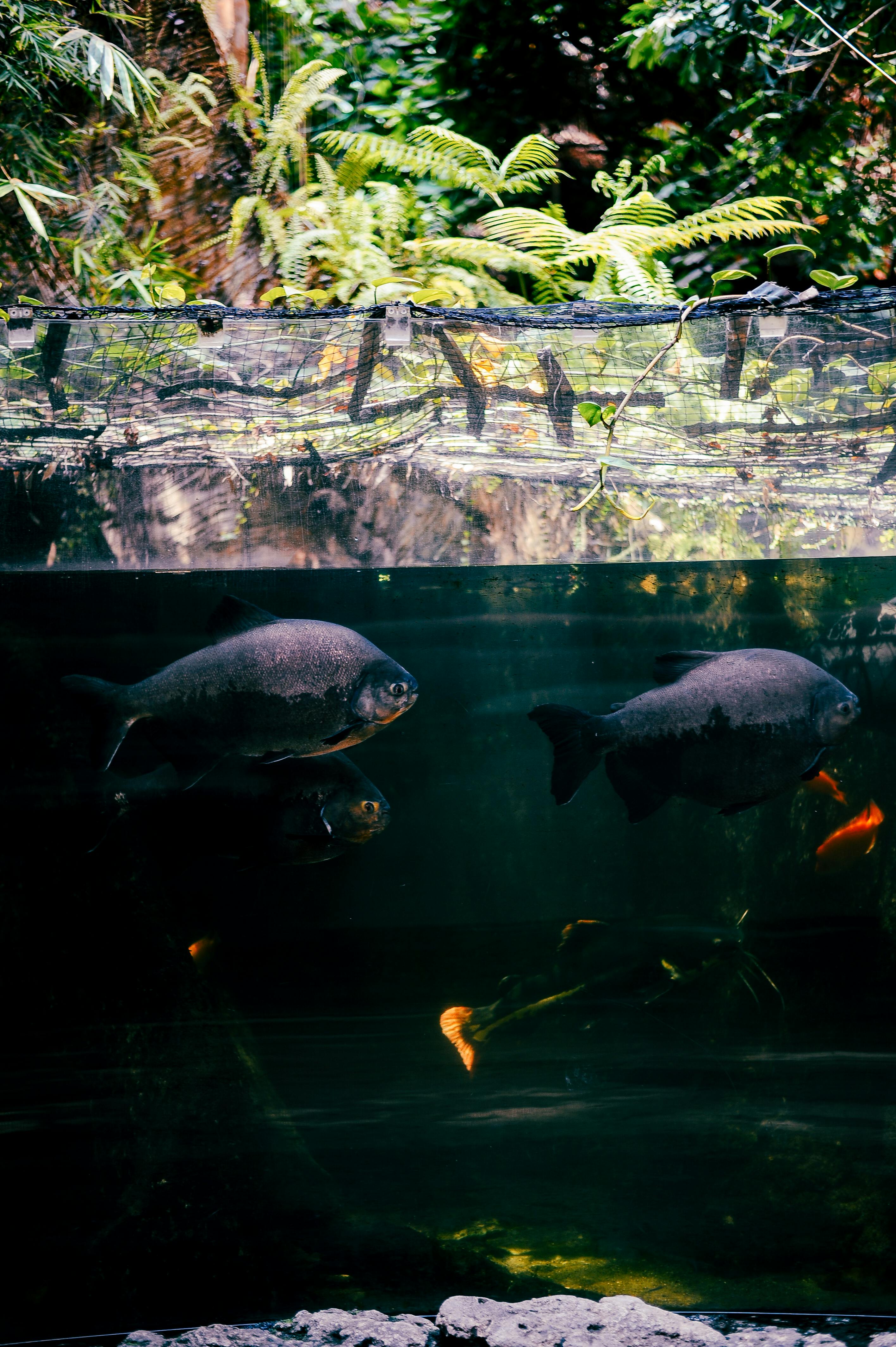 Discover the Top 5 African Grey Parrots for Sale in 2025 – Your Ultimate Companion Awaits!