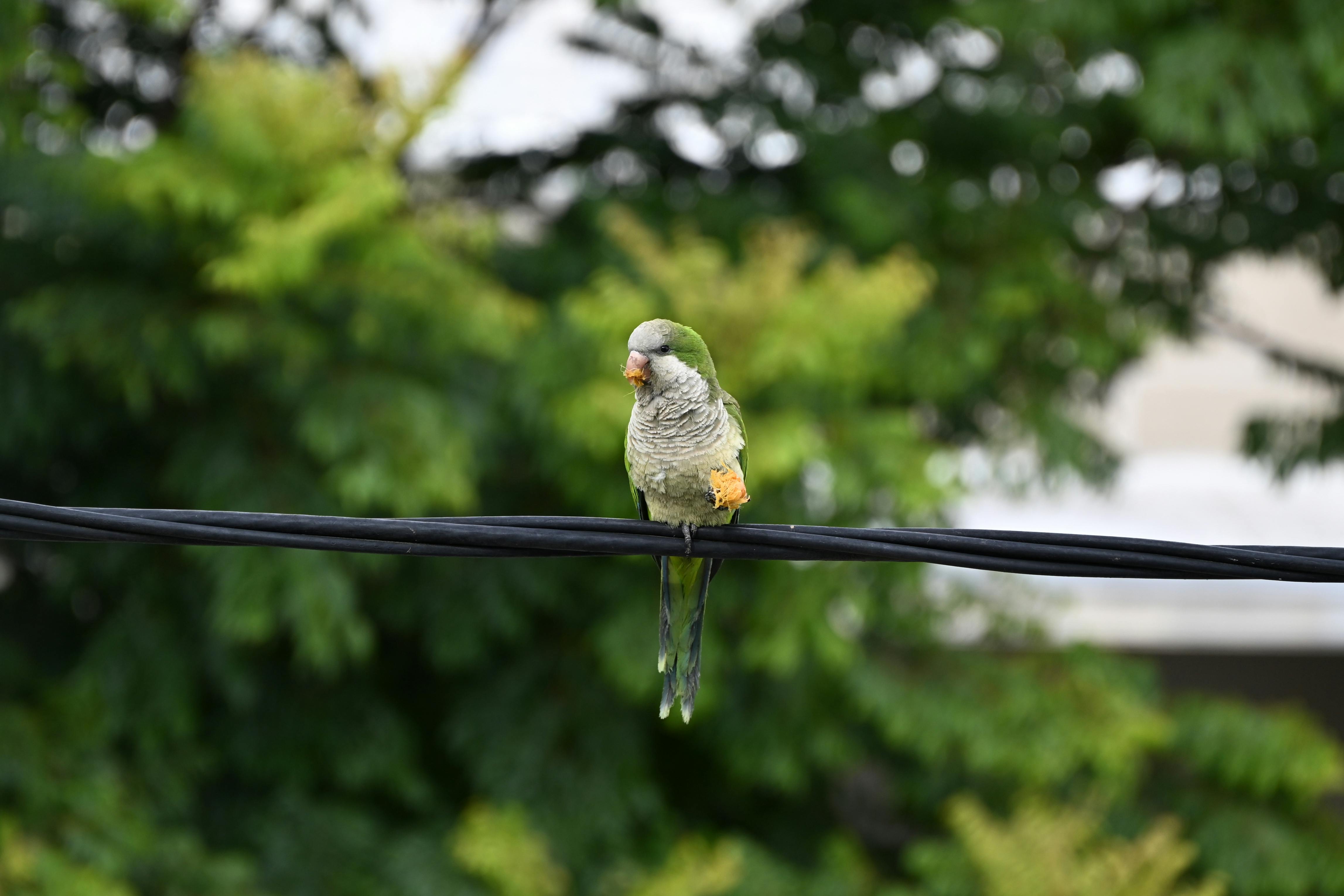 Effective Ways to Create Engaging Parrot Cartoons in 2025!