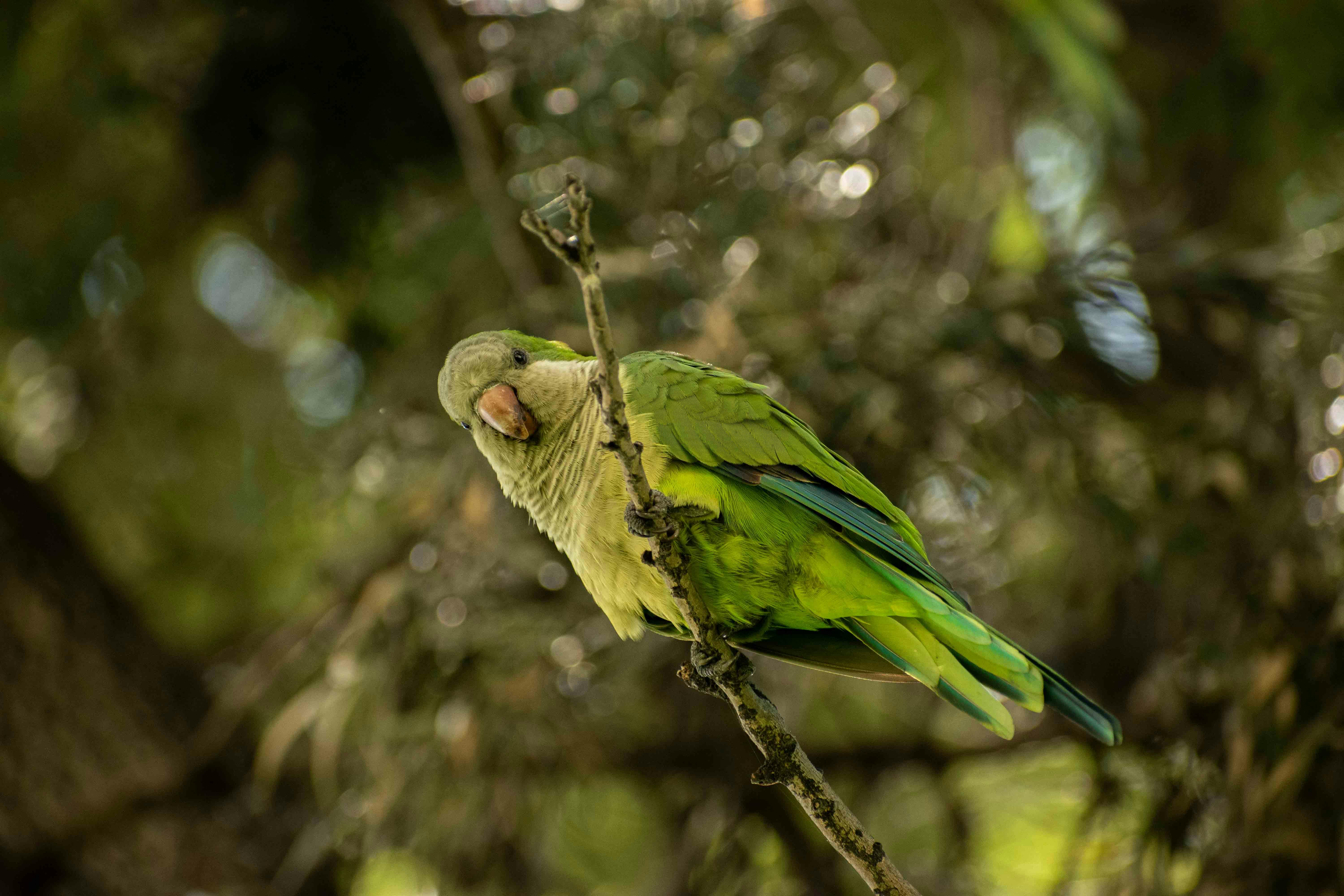 Discover the Best 3 Effective Methods for Caring for Your Dracula Parrot in 2025!