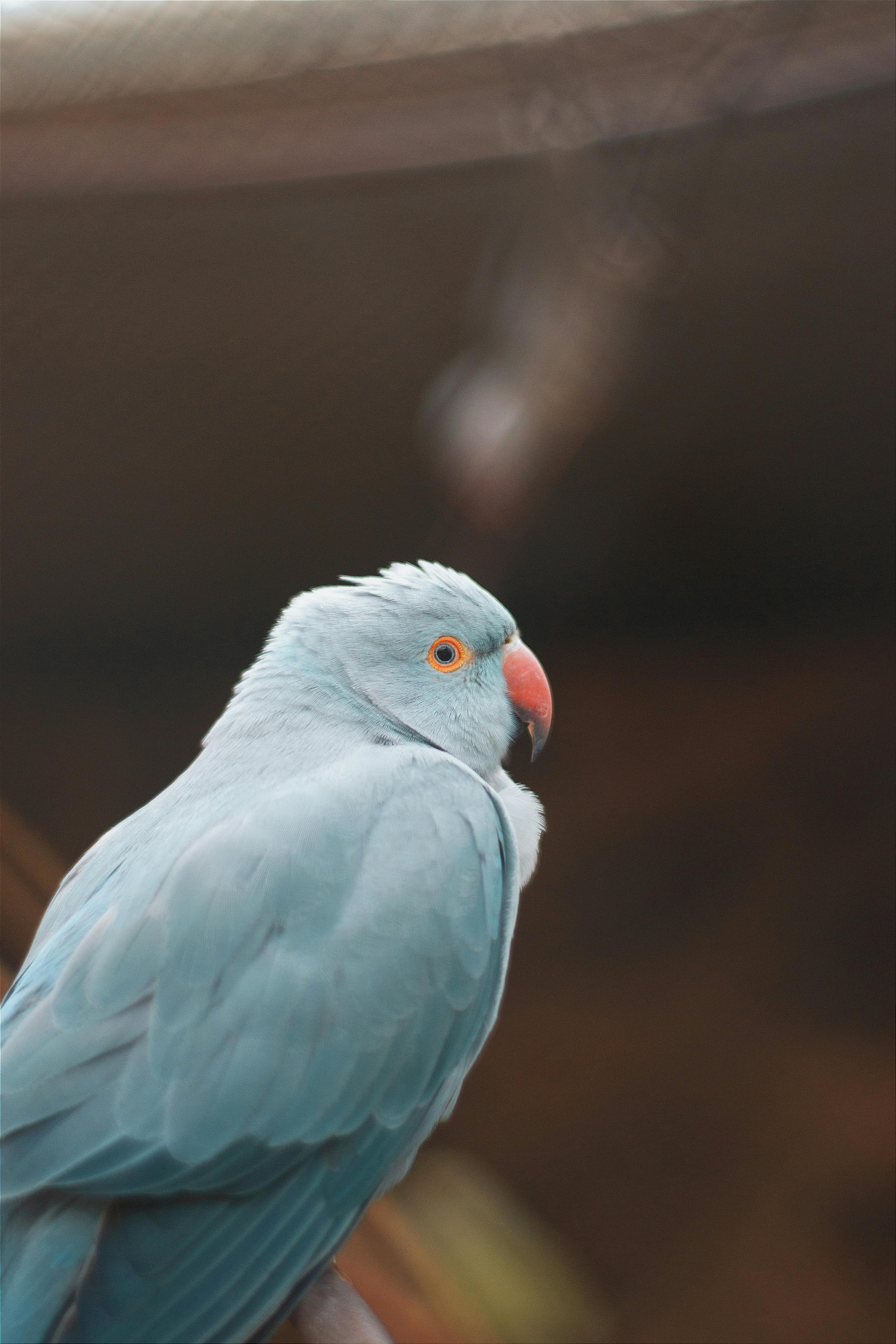 Hawk-Headed Parrot in Nature