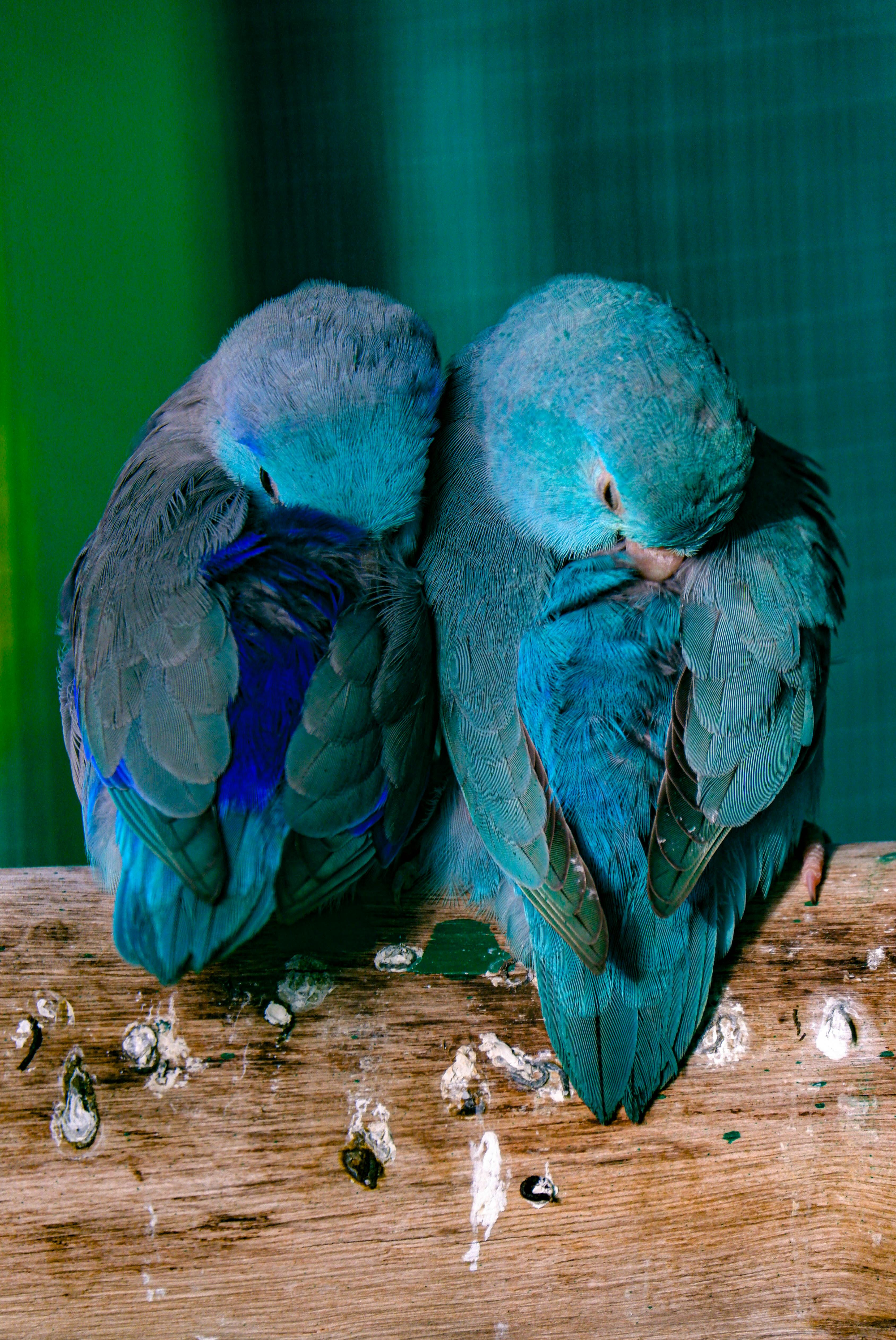 Smart Ways to Choose African Gray Parrots for Your Home in 2025