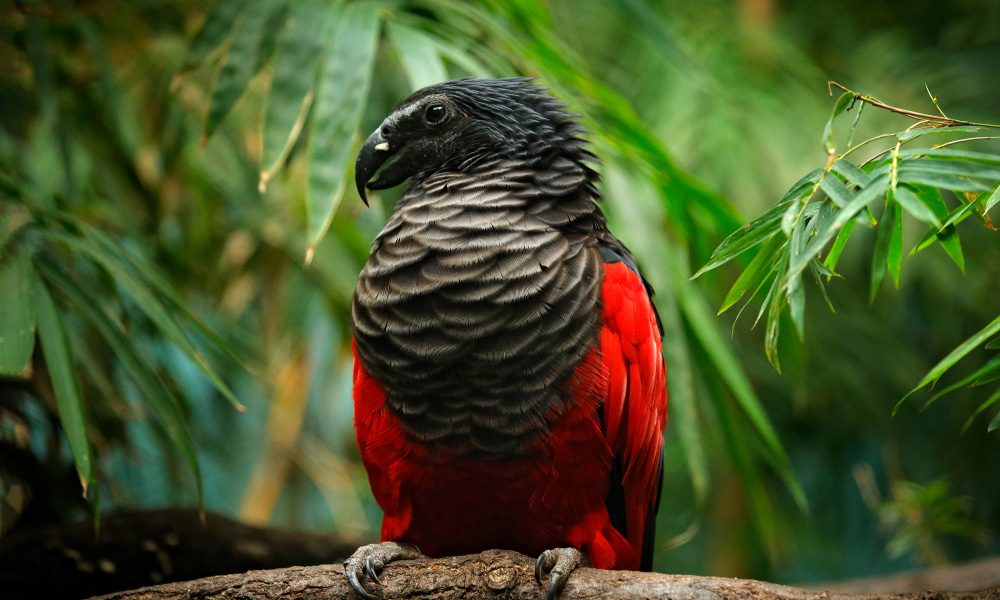 Discover the Fascinating World of Dracula Parrots: 5 Essential Care Tips for 2025