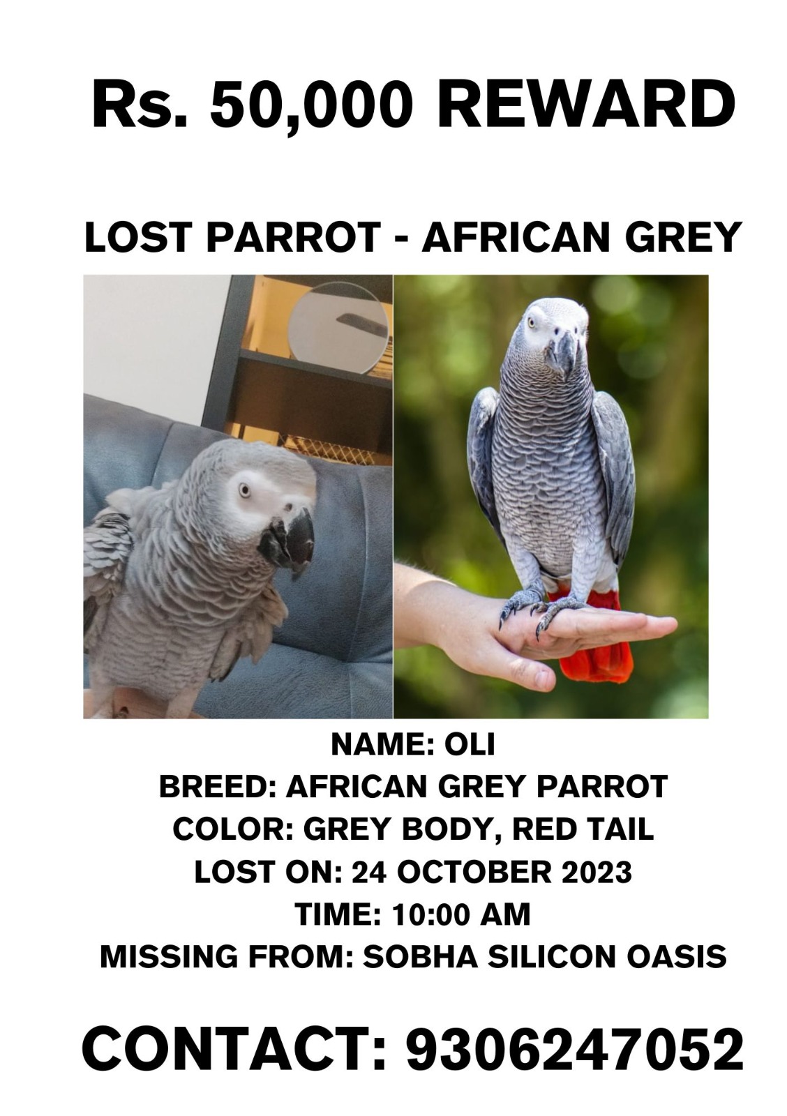 Essential Guide to African Grey Parrot Prices: Discover Costs for 2025