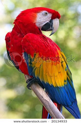 Essential Guide to Red Parrots: Discover the Best Care Tips in 2025