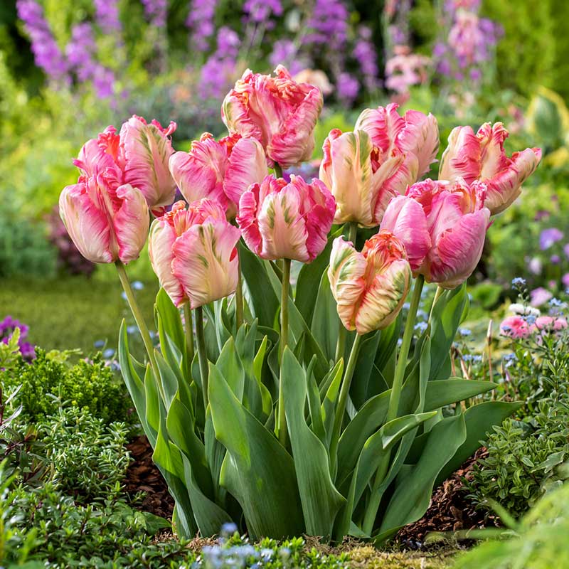 Discover 7 Proven Ways to Cultivate Stunning Parrot Tulips in 2025