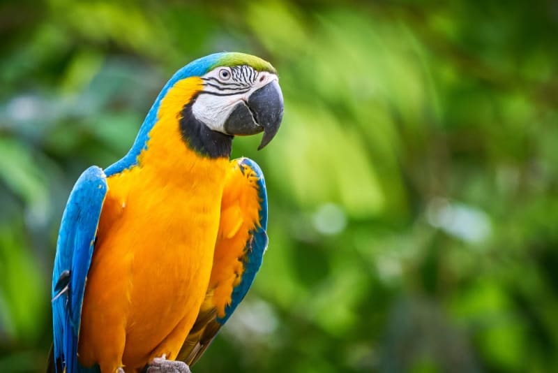 Best 5 Ways to Train Your Talking Parrot for Amazing Conversations in 2025