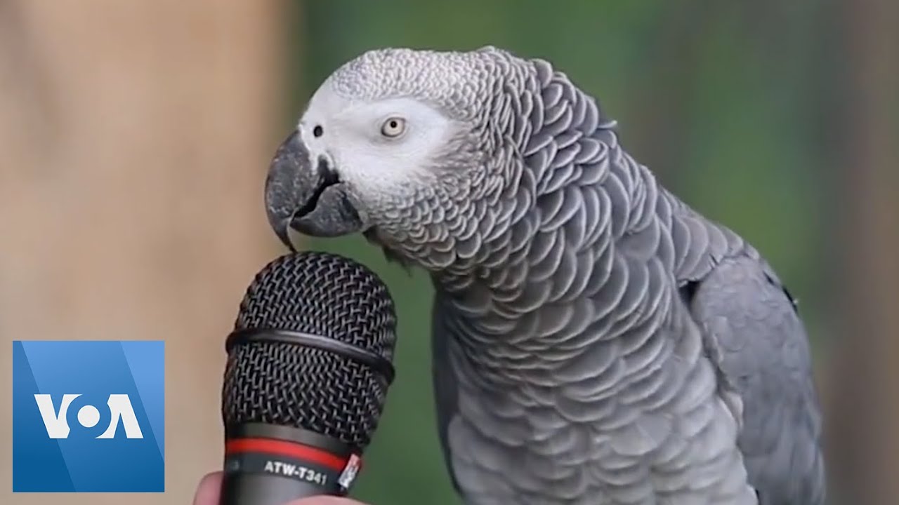 Playful Talking Parrot