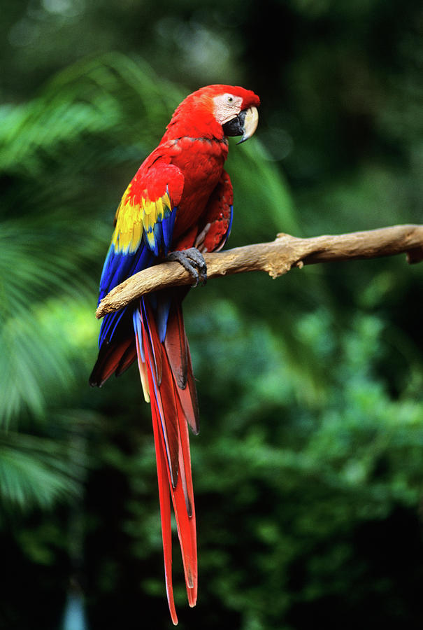 Effective Ways to Enhance Your Parrot Jungle Experience in 2025