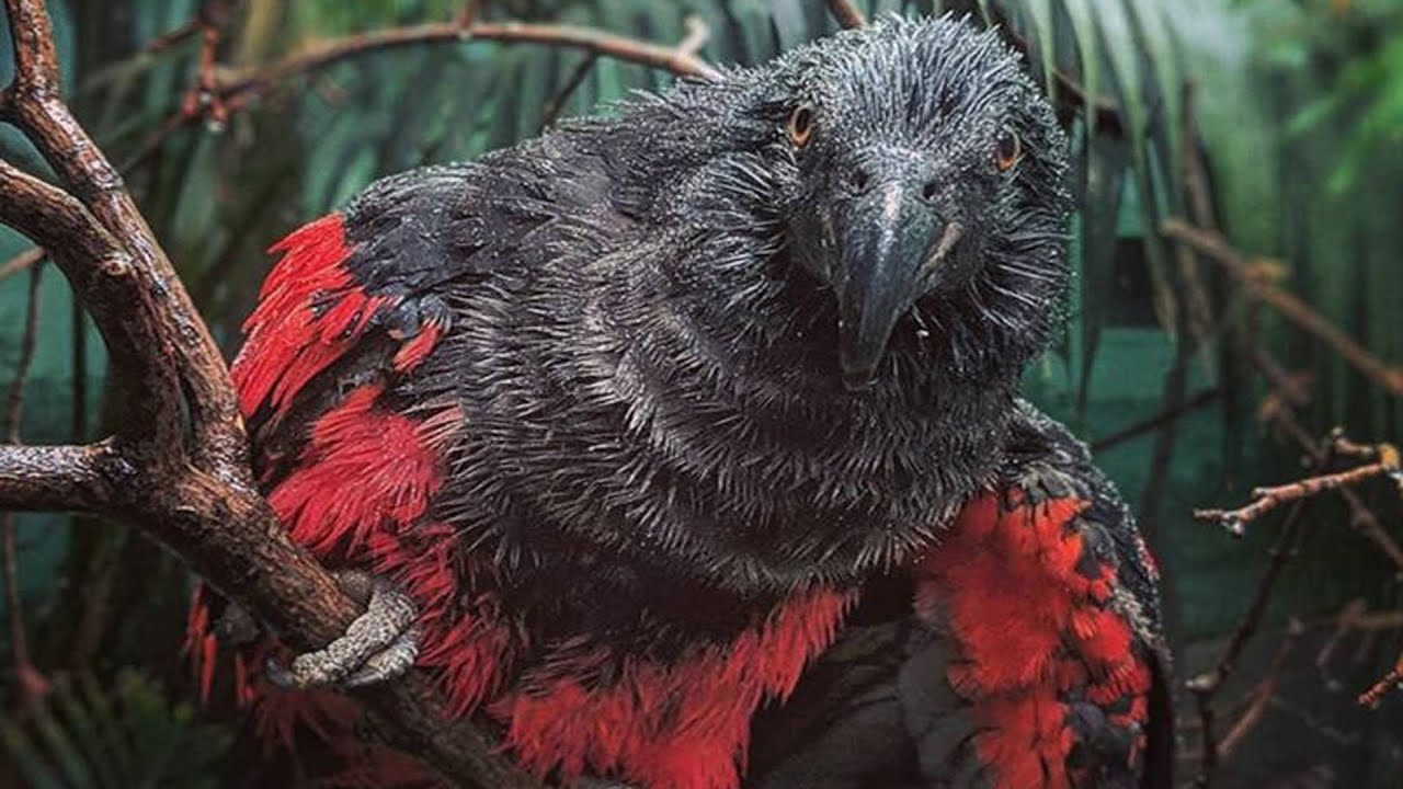 Smart Ways to Use the Vampire Parrot Trait for Modern Pet Owners in 2025