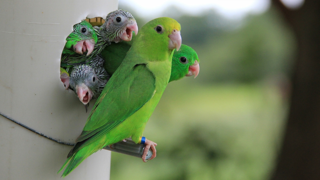 Effective Ways to Care for Your Baby Parrot in 2025: Essential Tips과 Improvement