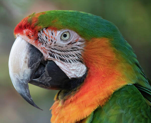 Smart Ways to Explore the 2025 Parrot Head Culture and Enjoy the Vibe!