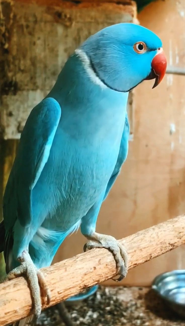 Blue Parrot SGI