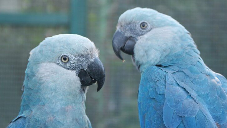 Blue Parrot SGI Close-Up