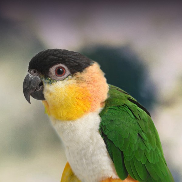 Effective Ways to Train Your Caique Parrot for Better Communication in 2025