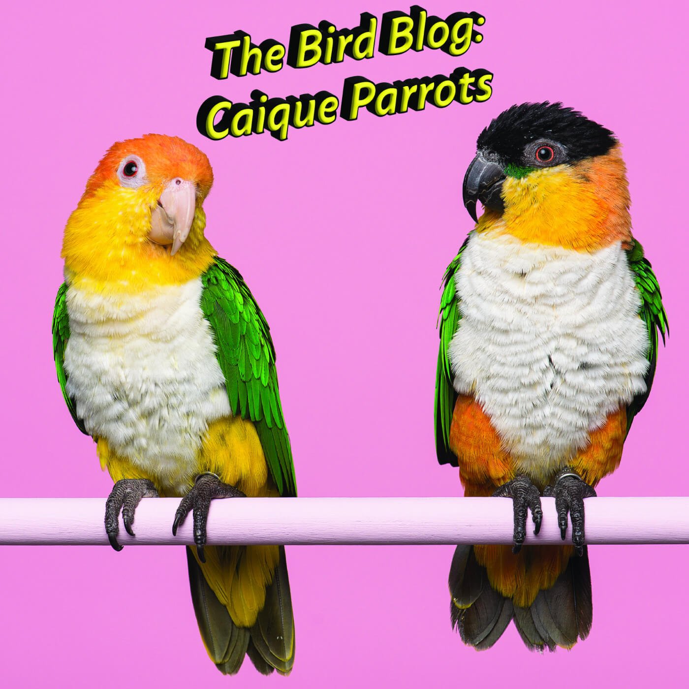 Caique Parrot