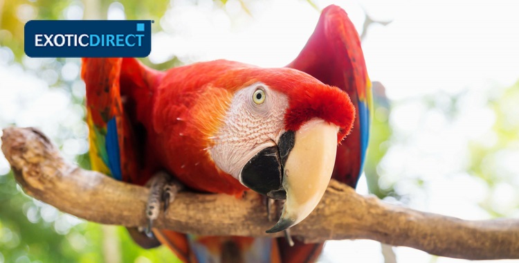 Top 10 Parrot Names to Consider for Your New Feathered Friend in 2025