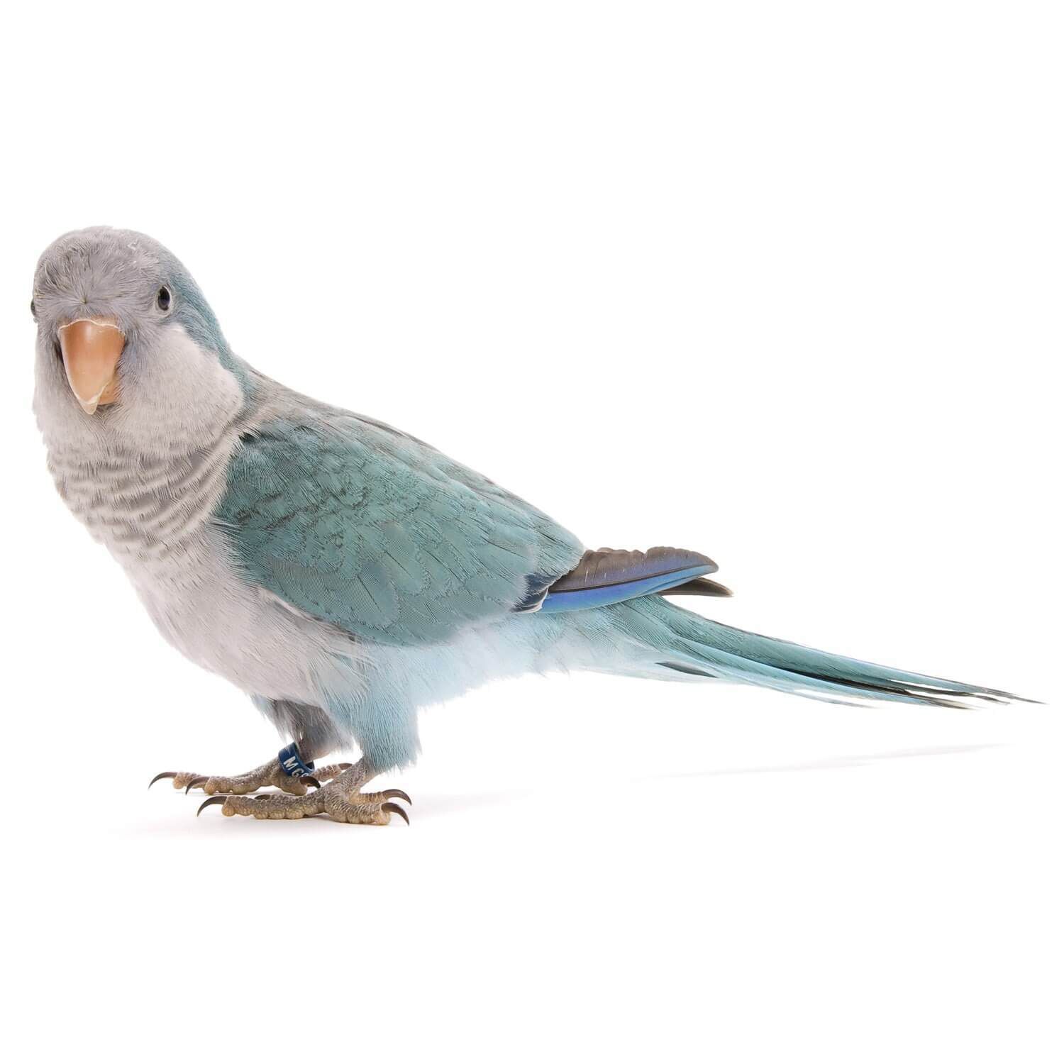 Best 7 Options for Caring for Your Blue Quaker Parrot in 2025