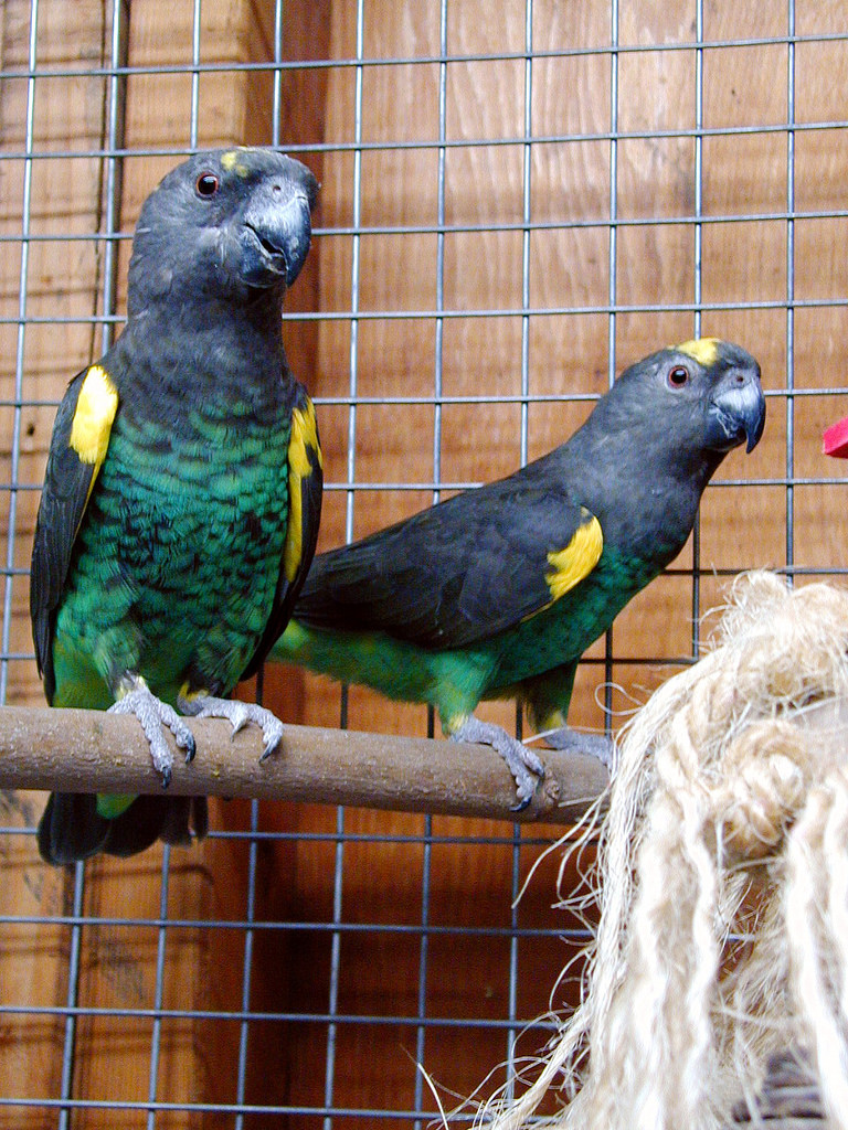 Effective Ways to Care for Your Meyers Parrot in 2025: Essential Tips and Tricks