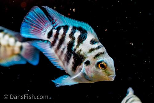 Smart Guide to Polar Blue Parrot Cichlid Care in 2025: Essential Tips to Improve Health and Behavior