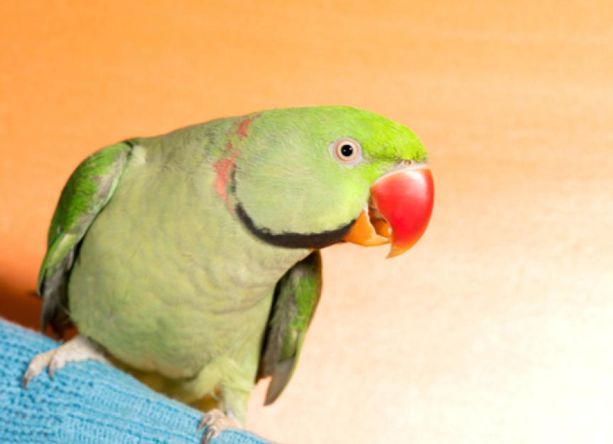 Smart Ways to Enhance Your Parrot Beak Health in 2025: Discover Expert Tips