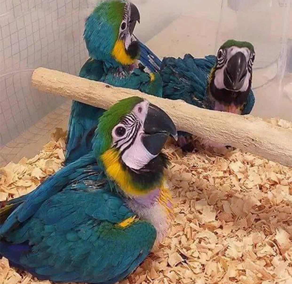 Cost of Macaw Parrots