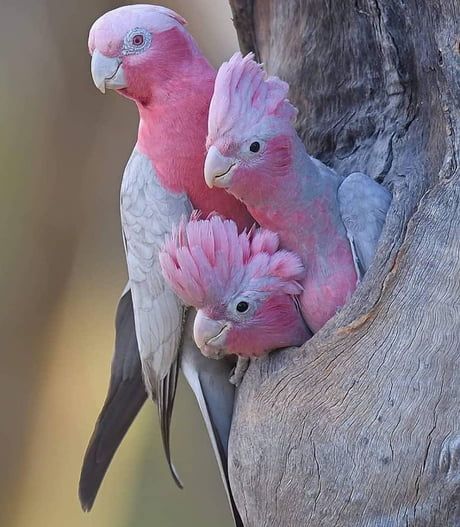 Explore 10 Effective Ways to Enhance Your Pink Parrot’s Well-being in 2025