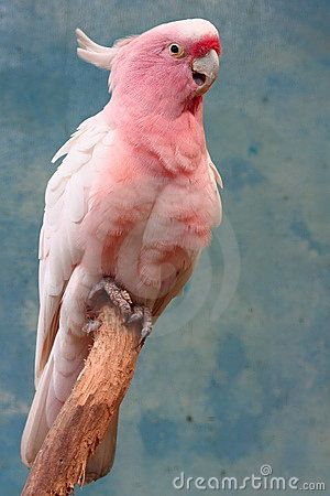 A vibrant pink parrot perched on a branch