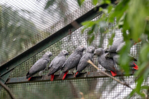 Dracula Parrot in Habitat