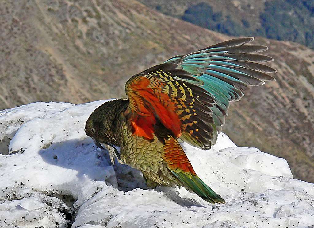 Smart Ways to Explore New Zealand Parrots for Birdwatching Enthusiasts in 2025