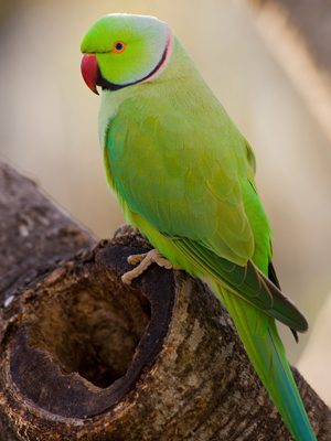 Best 5 Options for Indian Ringneck Parrot for Sale in 2025: Discover Your Perfect Pet!