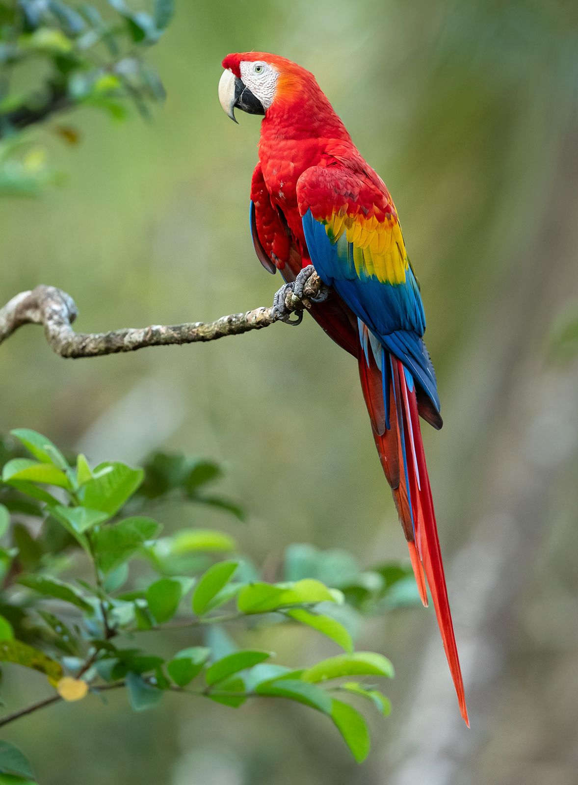 Colorful Rainbow Parrot