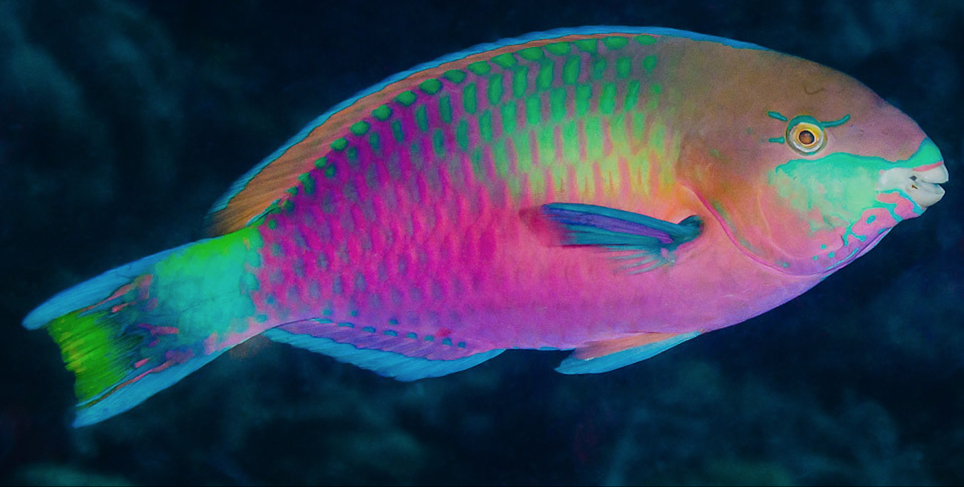 Effective Ways to Improve Your Aquarium with Rainbow Parrot Fish in 2025