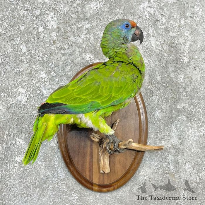 Effective Ways to Master Parrot Taxidermy in 2025 – Discover Key Techniques