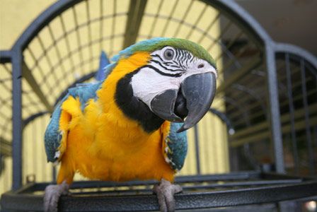 Parrot Price Trends 2025