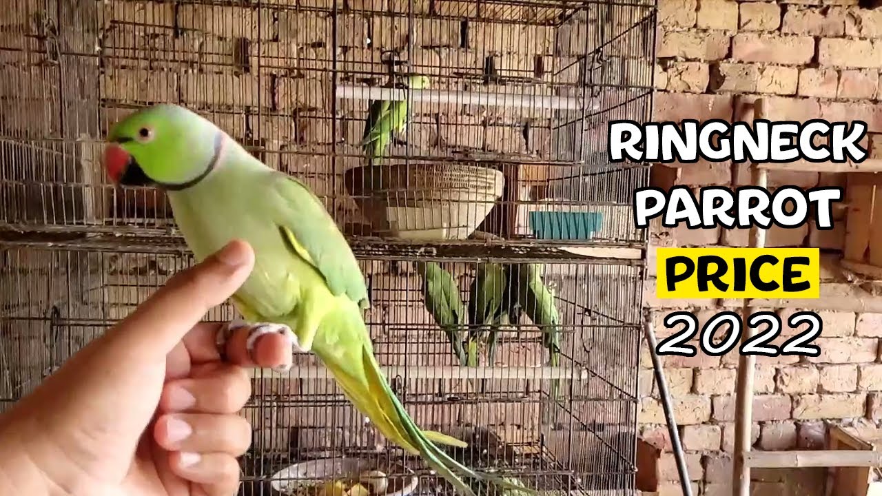 Buying a Parrot in 2025