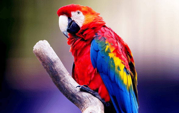 Essential Guide to Parrot Prices in 2025: Discover the Best Options!