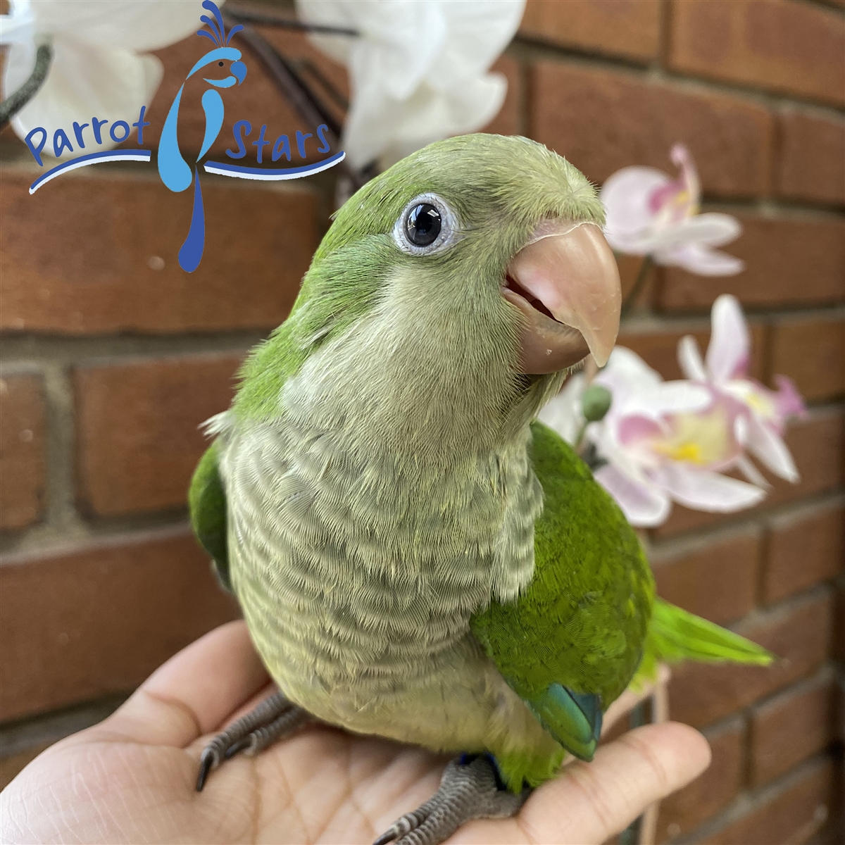 Parrot Price Cover Image