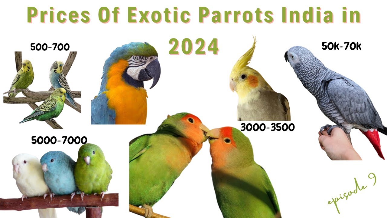 Parrots Available for Sale