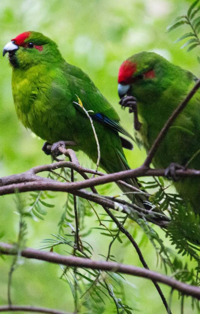 Smart Ways to Improve Your Kakariki Parrot Care in 2025: Discover Proven Solutions!