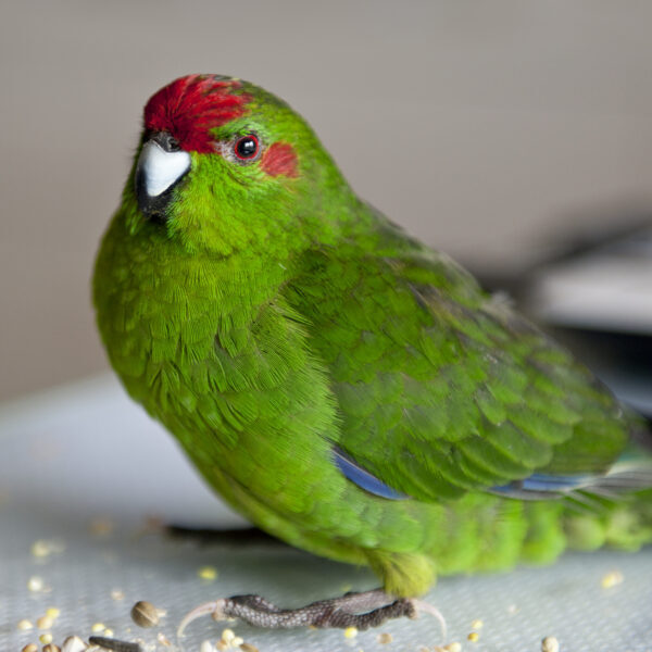 Kakariki Parrot